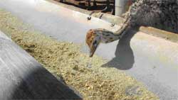 voltruis - burgersdorp