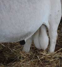 photo: serious pair of male balls